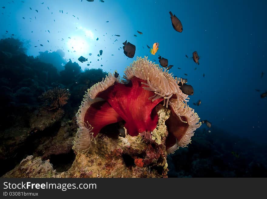 Anemone and fish in the Red Sea.