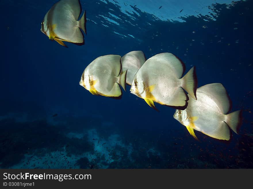 Spadefish at Yolanda Reef in the Red Sea. Spadefish at Yolanda Reef in the Red Sea.