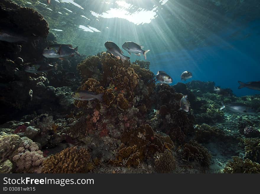 Coral and fish in the Red Sea.