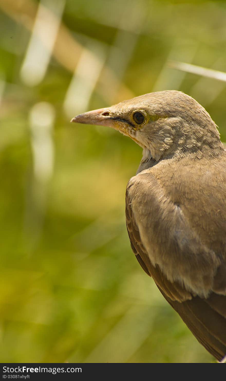 This Wattled Starling shows us all the details of it´s typical Starling´s face and plumage. This Wattled Starling shows us all the details of it´s typical Starling´s face and plumage.