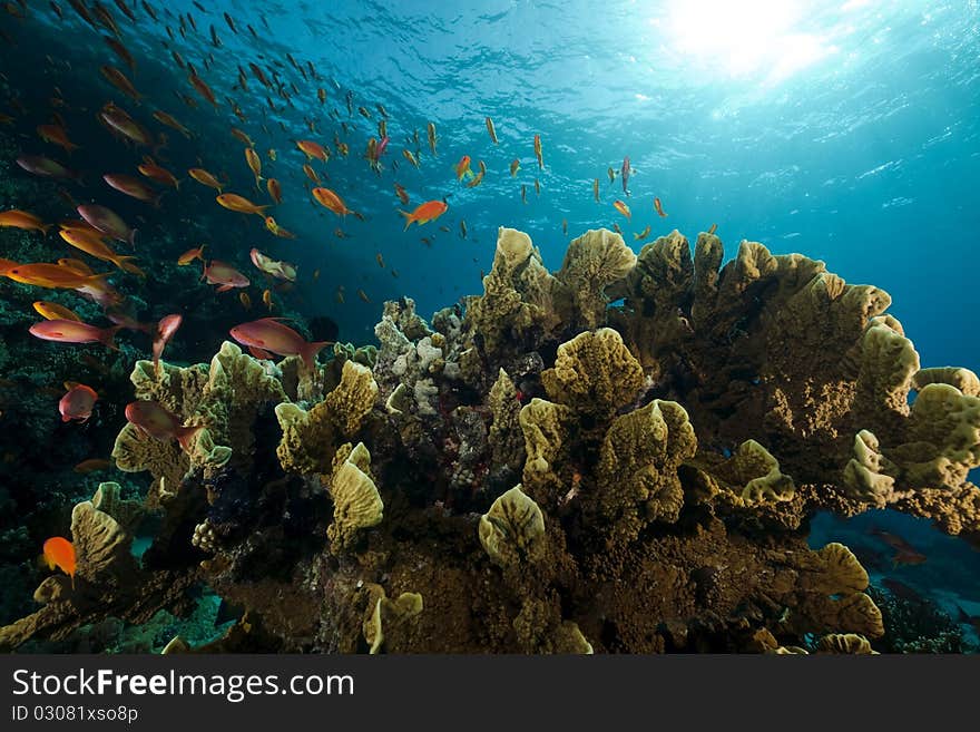 Coral and Anthias in the Red Sea. Coral and Anthias in the Red Sea.