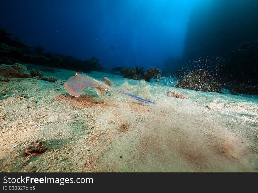 Bluespotted stingray in the Red Sea.