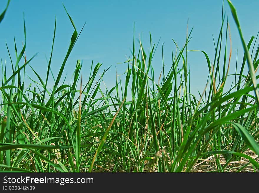 Bright, big, beautiful, green grass (texture)