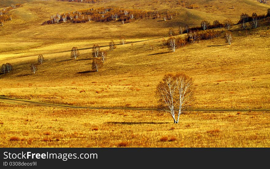 There trees on the grassland. There trees on the grassland