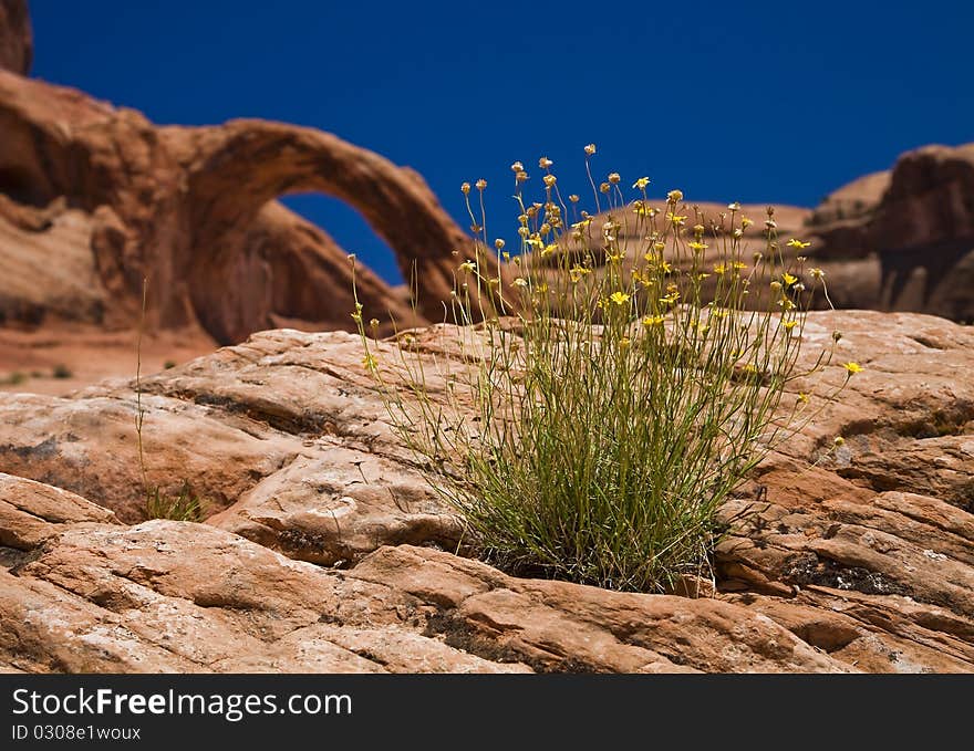 Flowers with Arch in Background