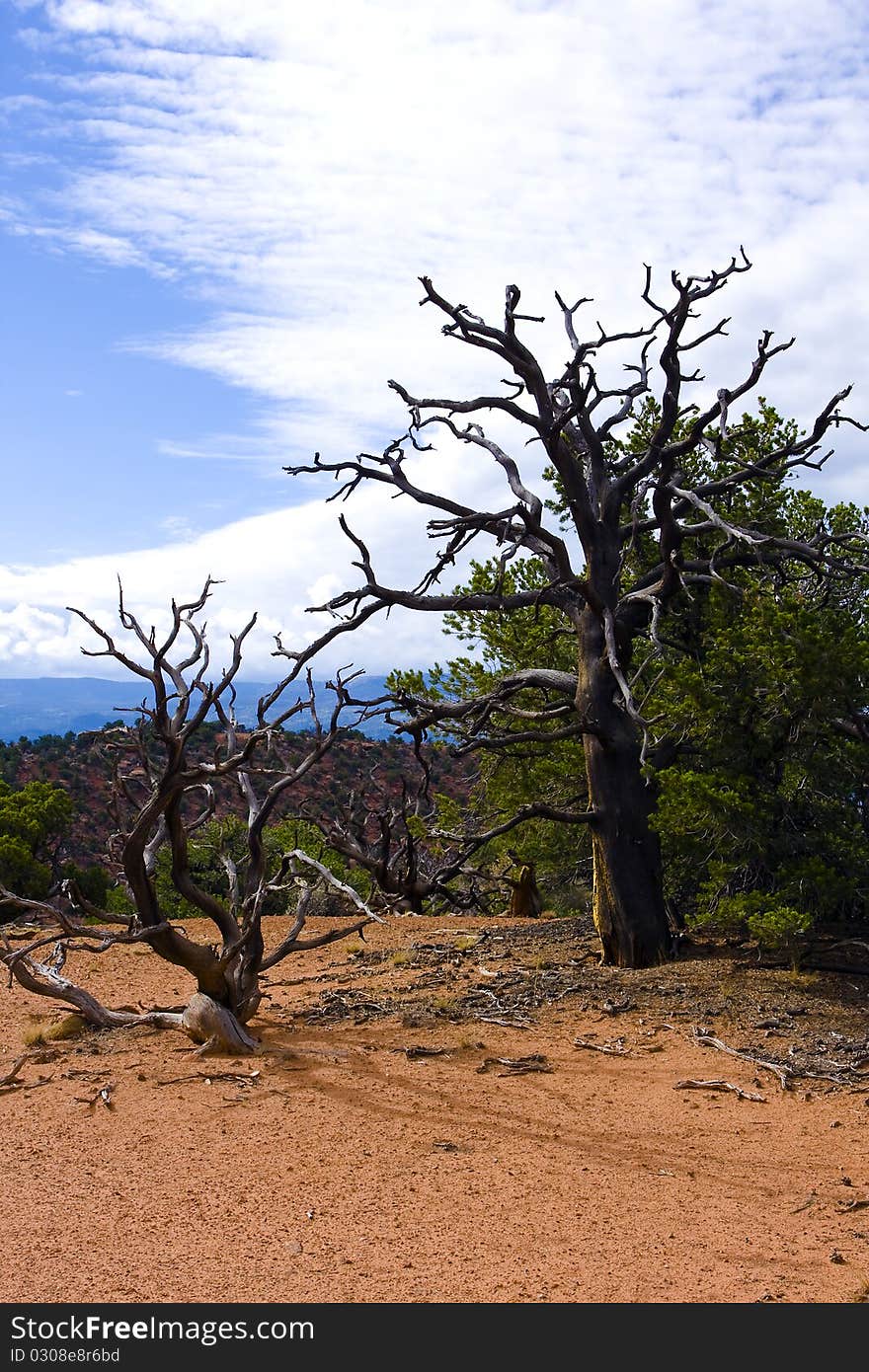 Dead Trees in the Sand