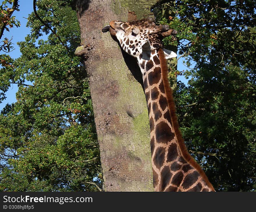 A giraffe with tongue out licking the bark on a tree. A giraffe with tongue out licking the bark on a tree