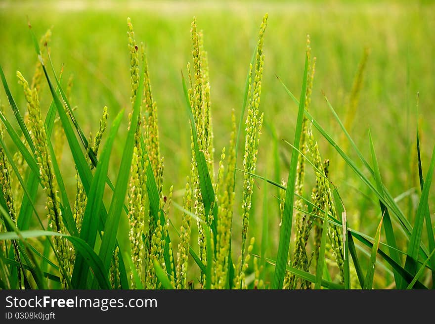 Green paddy stems selectively focussed in front of paddy field. Green paddy stems selectively focussed in front of paddy field