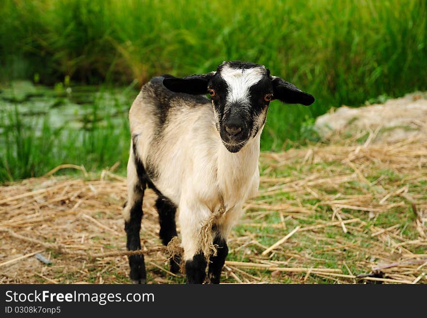 Country goat staring at the camera in front of green pastures. Country goat staring at the camera in front of green pastures