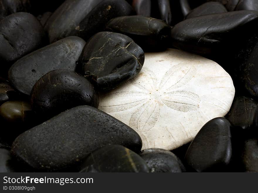 Sanddollar In Rocks