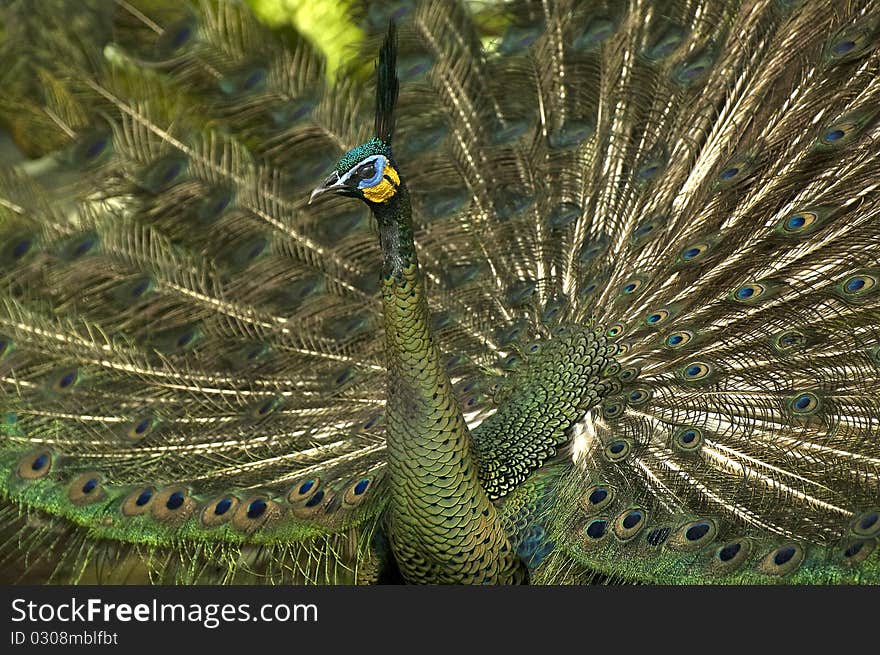 Peacock