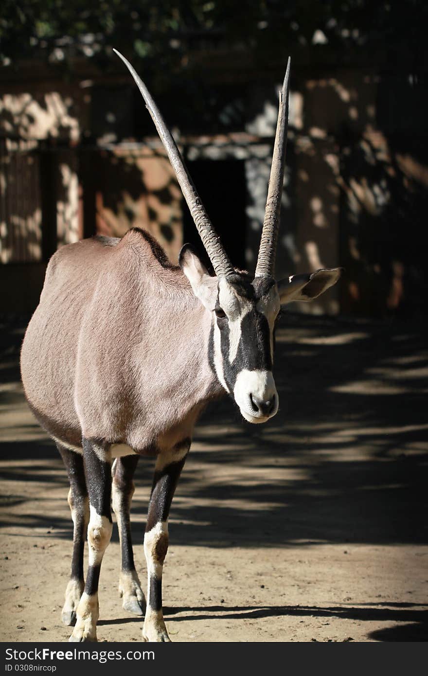 A white-lipped deer in the sunlight