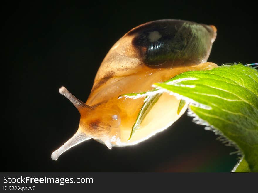 Snail on leaf on black background