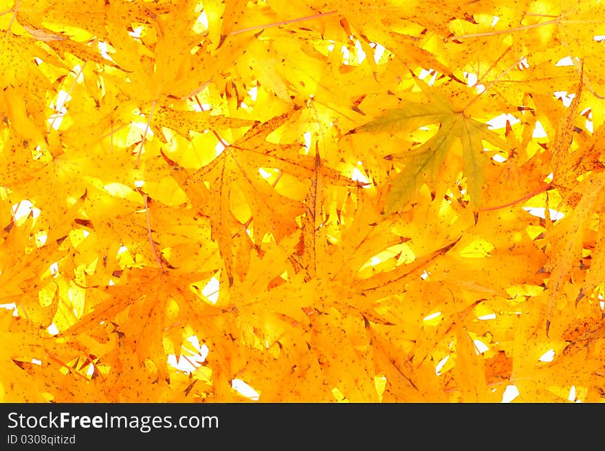 Background from yellow autumn leaves