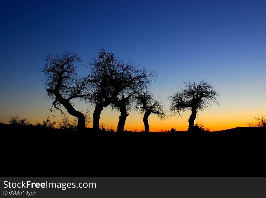 Euphratica trees in sunset