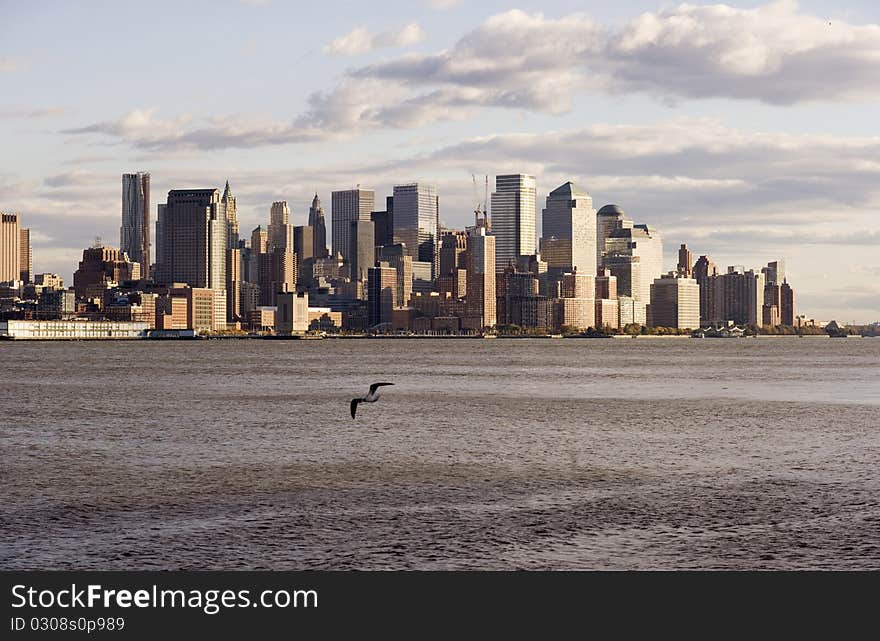 Downtown NYC with seagull