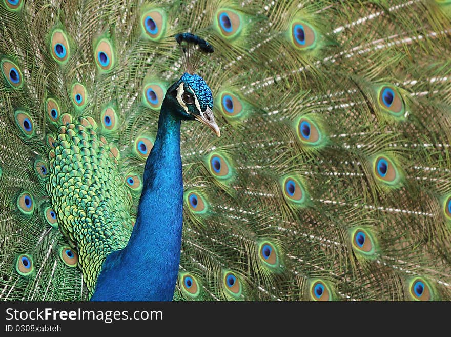 Common Peacock