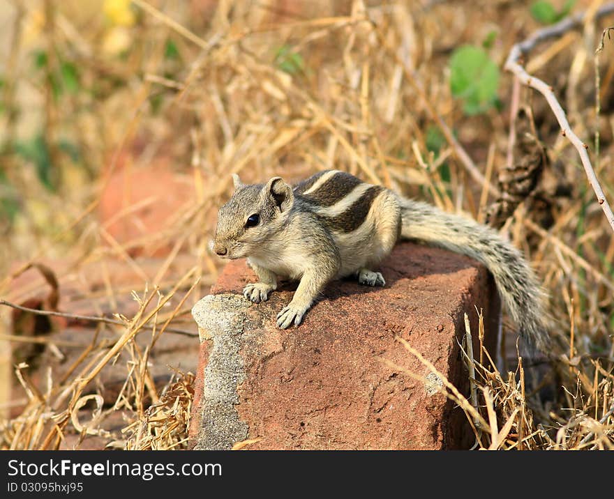 Alert squirrel sitting in bright sunny day.