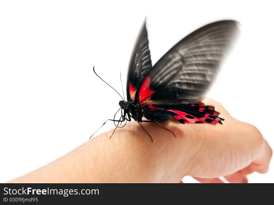 Black and red butterfly on man's hand. In motion