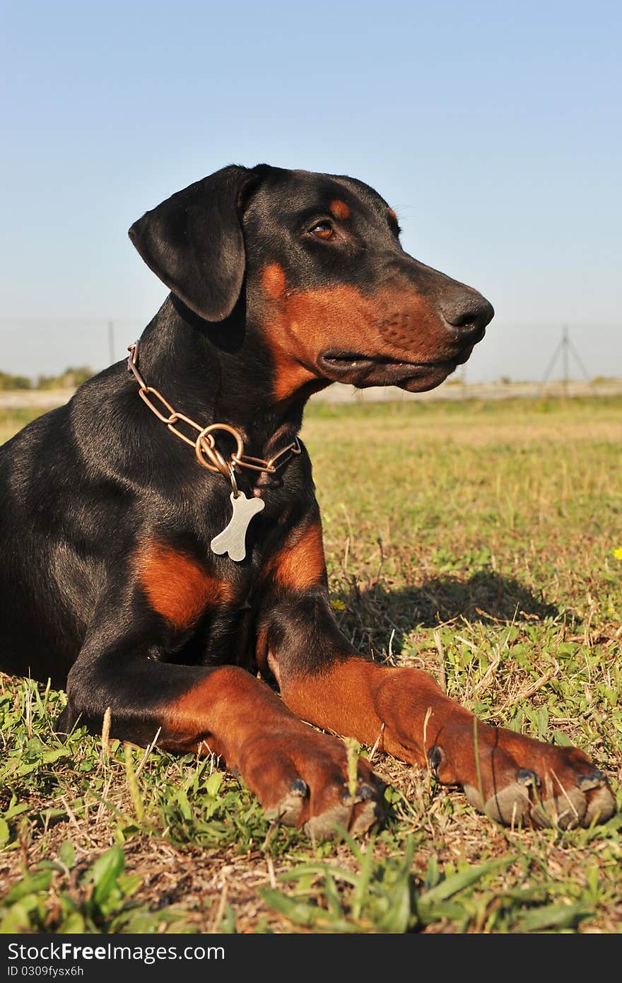 Purebred black doberman laid down in a field