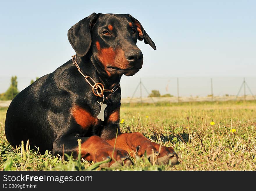 Purebred black doberman laid down in a field