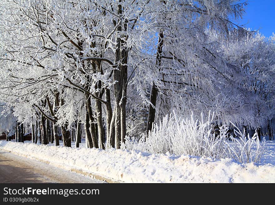 Tree in snow near roads