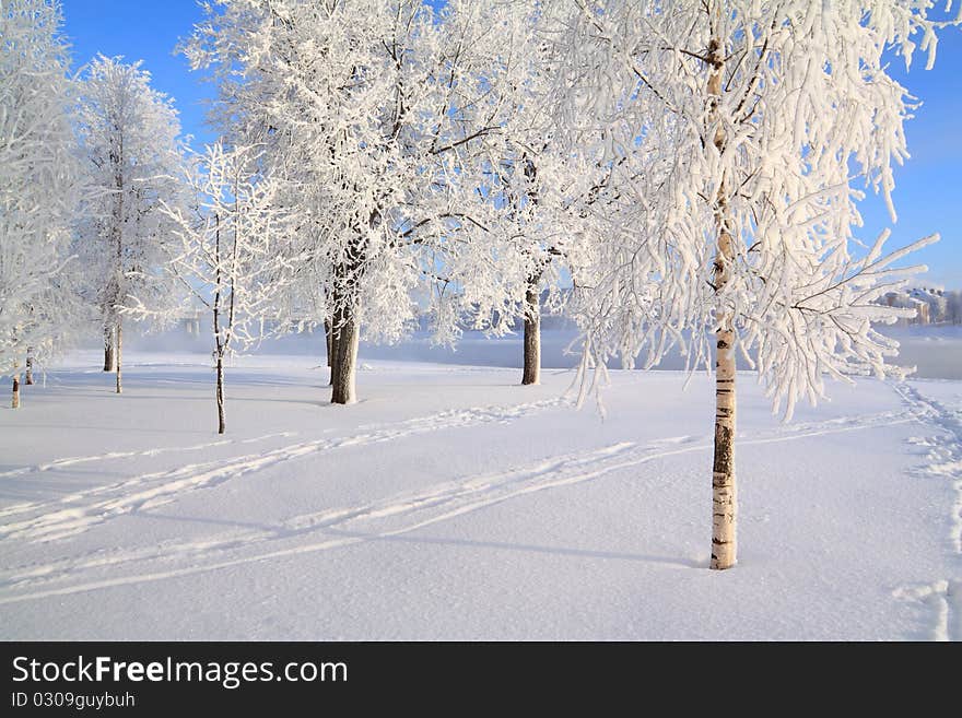 Tree in snow on a celestial background