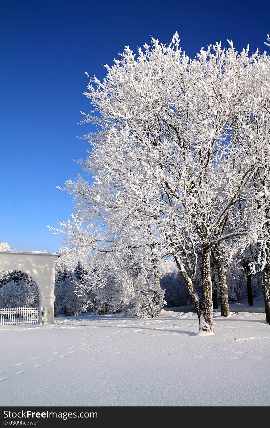 Tree in snow on a celestial background