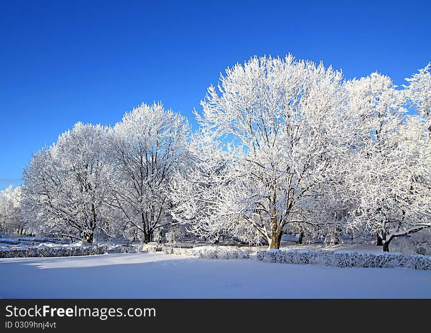 Tree in snow on a celestial background