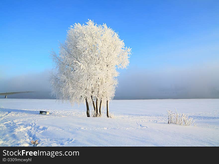 Tree in snow on a celestial background