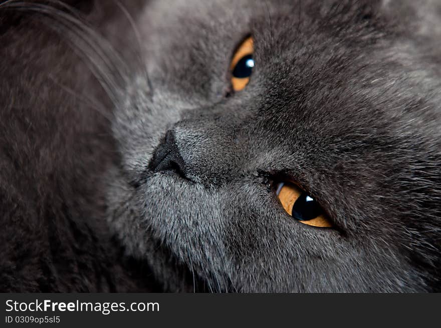 A blue British Shorthair cat, horizontal shot.