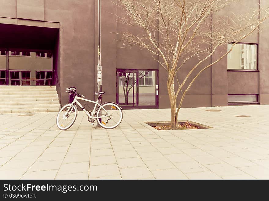 A Tree And A Bicycle