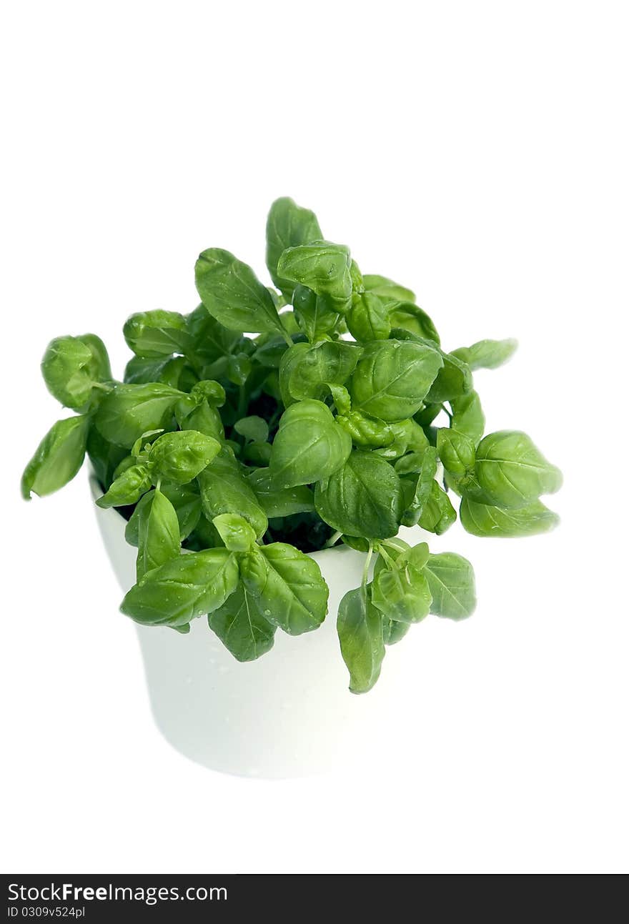 Basil in Pot