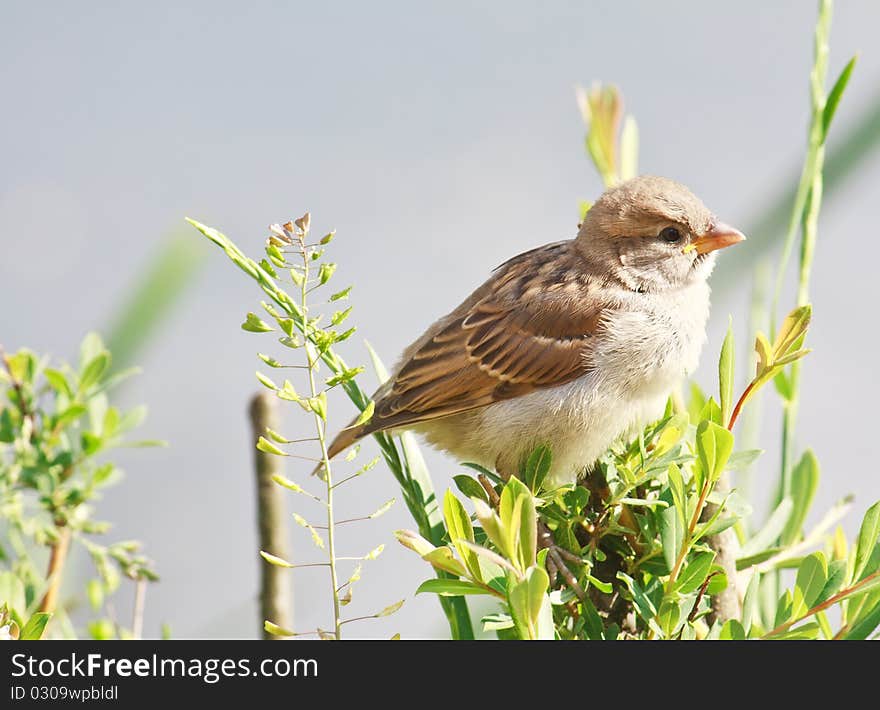 Young Yellow-beaked Sparrow