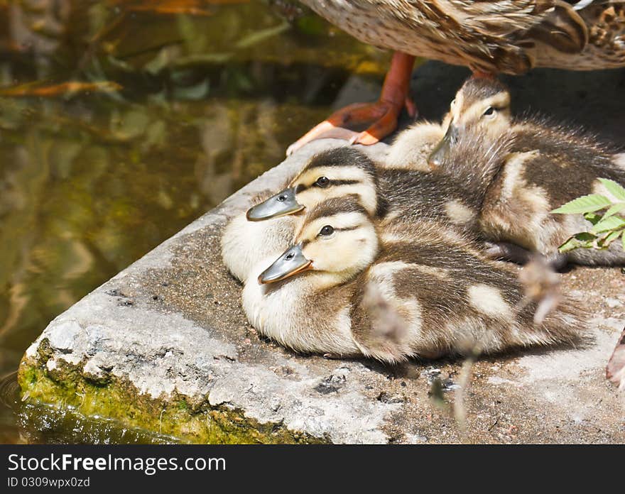 Adorable wild ducklings have a rest on the lake shore with their mother