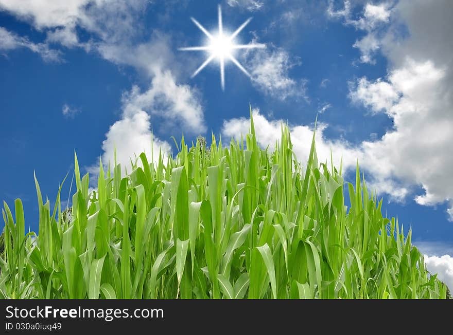 Green grass and blue sky background