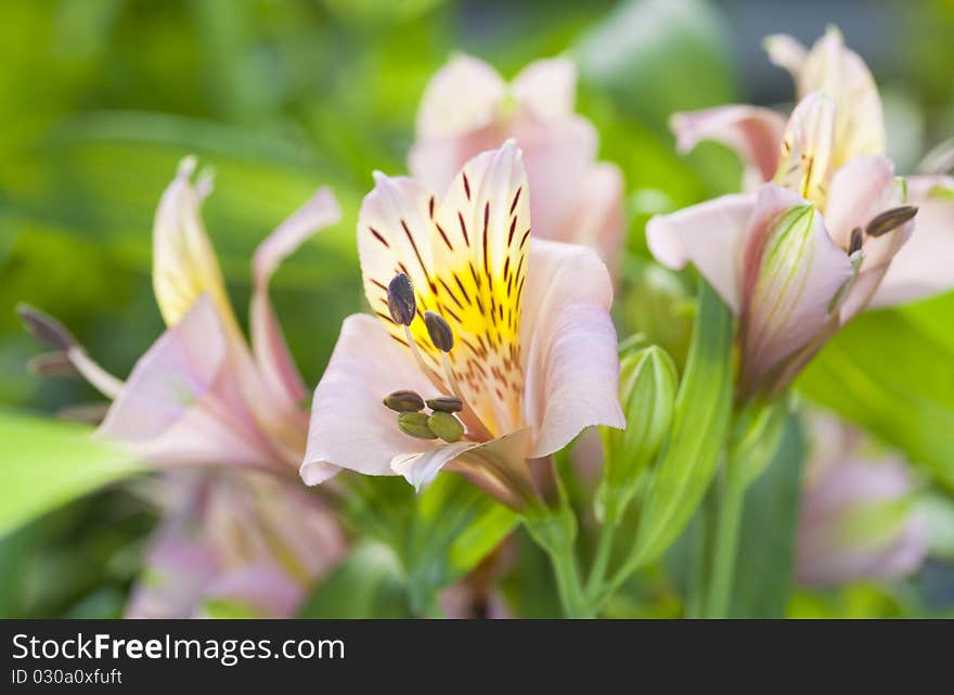 Peruvian lily, Alstroemeria