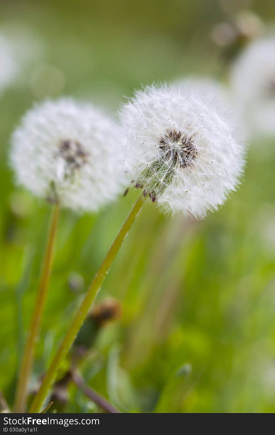 White fluffy dandelion on a green background