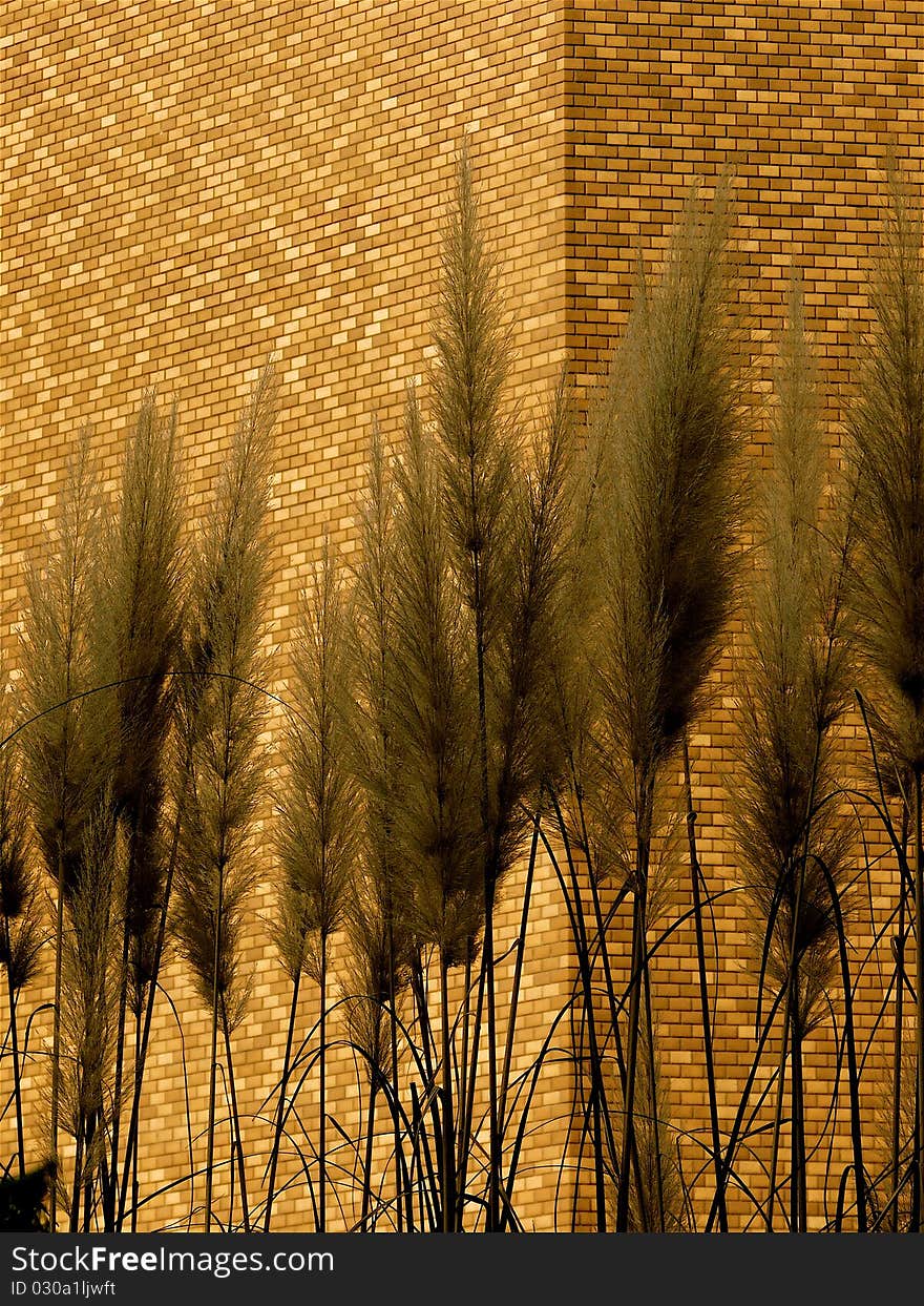 Plants outlined against brick building in the late afternoon sun. Plants outlined against brick building in the late afternoon sun