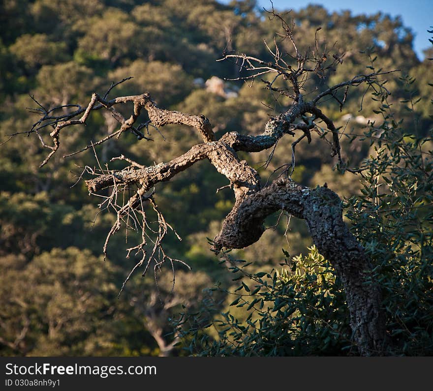 Branch in the form of a human. Branch in the form of a human