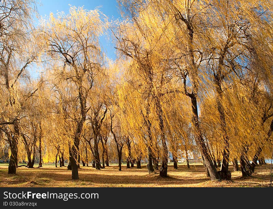 Willow trees with yellow leaves and blue sky.