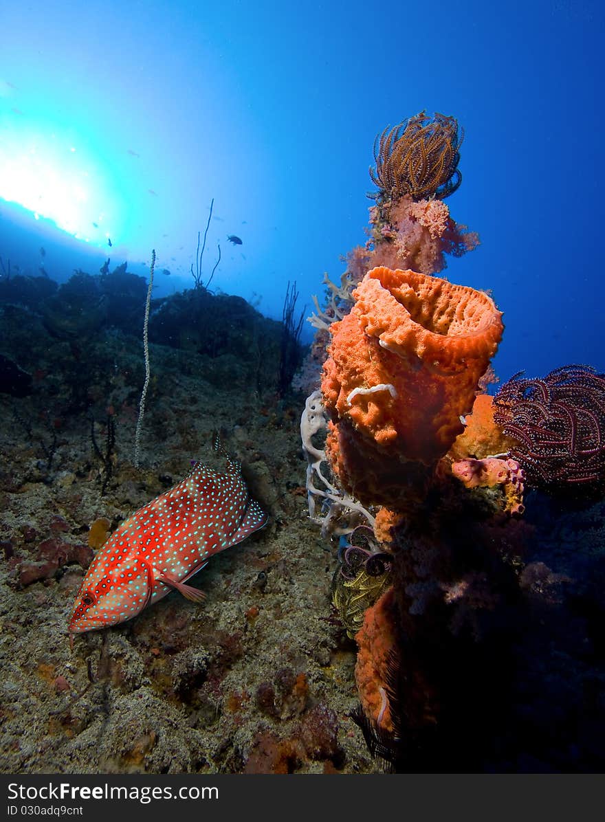 Underwater life, grouper and corals