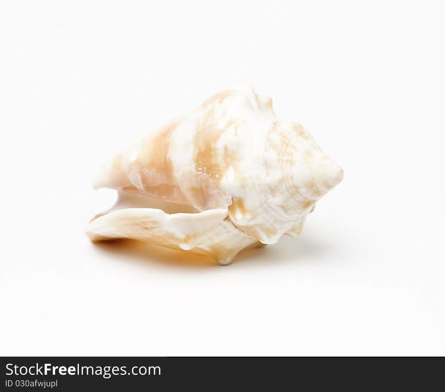 Sea shell isolated on white background. Studio shot. Close up.