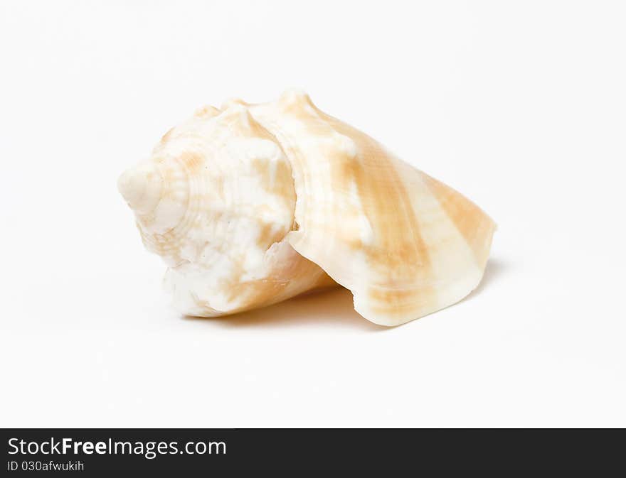 Sea shell isolated on white background. Studio shot. Close up.