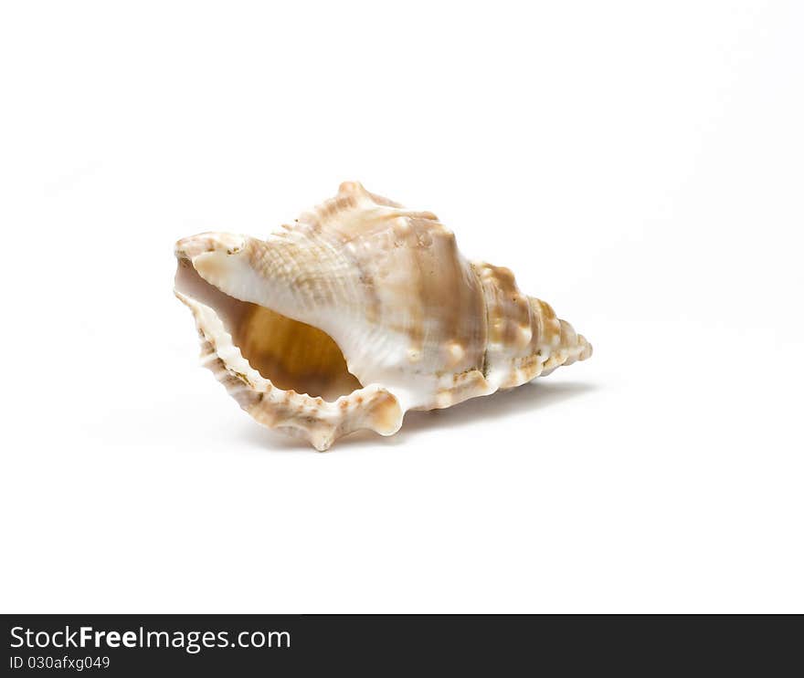 Sea shell isolated on white background. Studio shot. Close up.