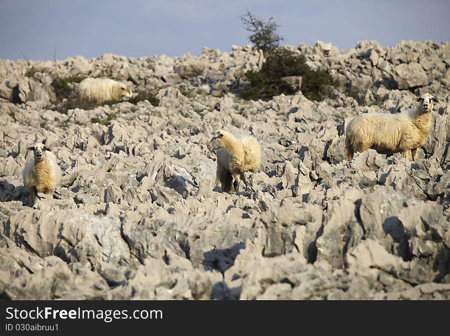 Sheep on rock