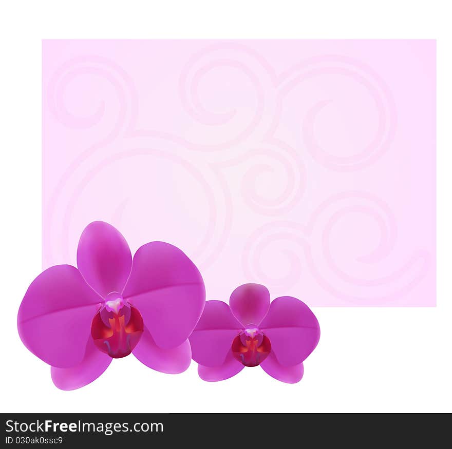 Orchid card 1-1