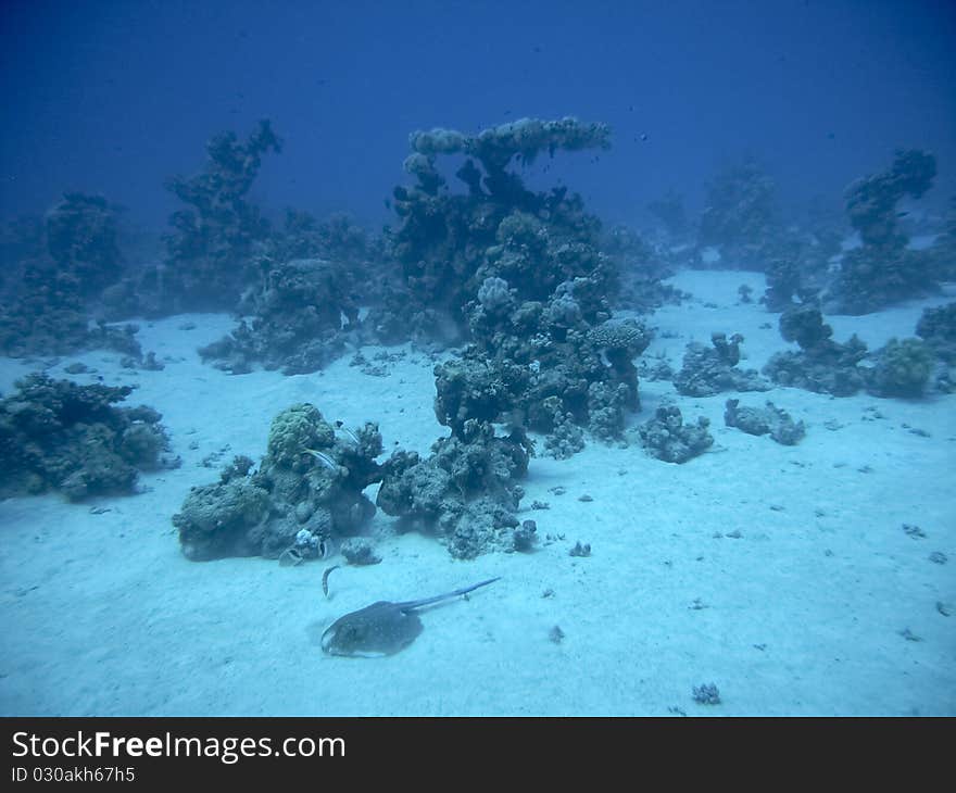 Ray on a backdrop of the red sea. Ray on a backdrop of the red sea