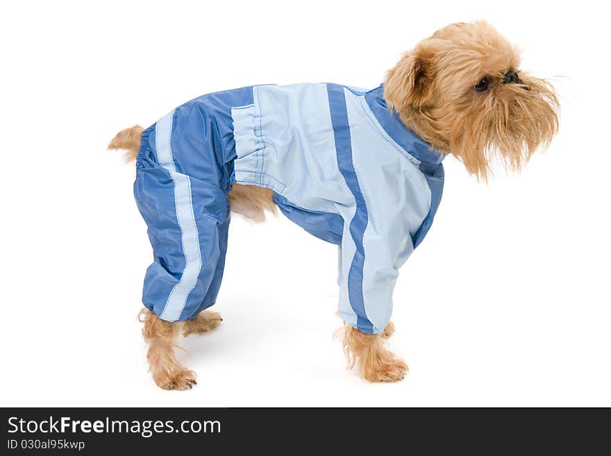 Dog in a blue jacket.