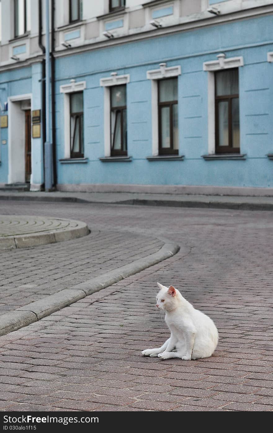 Street cat sitting on the road.